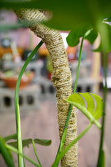 Bendable Moss Pole - Plant Trellis for Climbing Plants