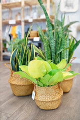 brown seagrass plant pot covers