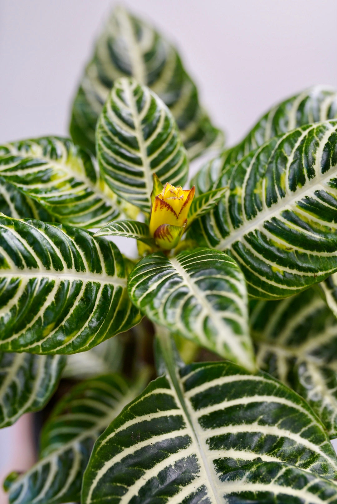 up close picture of zebra plant leaves and yellow bract